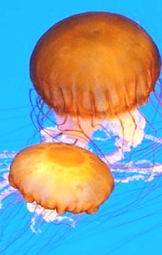Foto com duas medusas nas águas azuis do mar