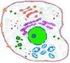 Membrana Plasmática envolvendo as organelas