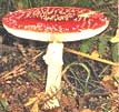 Micologia: ciência que estuda os fungos