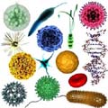 Microbiologia: ciência que estuda os microrganismos