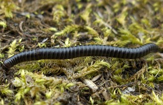 Miriápode Foto de um miriápode