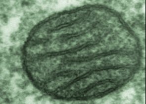 Imagem de microscópio de uma mitocôndria