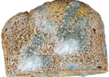 Pão com presença de mofo (bolor)
