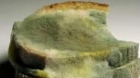Mofo sobre pão: um dos tipos de fungos mais comuns