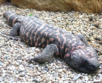 Monstro-de-gila Foto de um monstro-de-gila