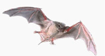 Morcego: um mamífero voador