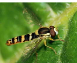 Foto de uma espécie de mosca-da-flor, inseto díptero