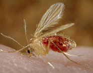 Mosquito-Palha: transmissor da Leishmaniose