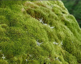 Musgos Foto de um tufo de musgos