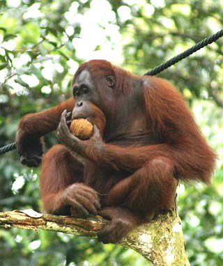 Foto de um Orangotango-de-born&eacute;u comendo uma fruta