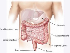 Desenho da parte inferior do corpo humano mostrando os órgãos do sistema digestório