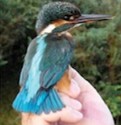 Ornitologia: ramo da Zoologia que estuda as aves