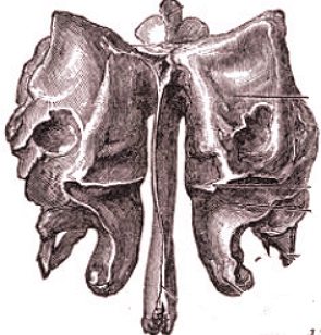 Ilustração mostrando o formato do osso etimoide