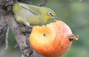 Pássaro comendo fruta