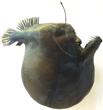 Foto de um Peixe-diabo-corcunda