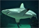 Tubarão: exemplos de peixe cartilaginoso