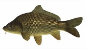 Carpa: exemplo de peixe ósseo