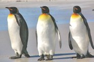 Pinguim-rei: alimentação baseada em pequenos peixes e crustáceos
