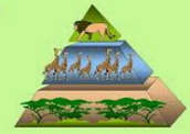 Exemplo de uma pirâmide ecológica