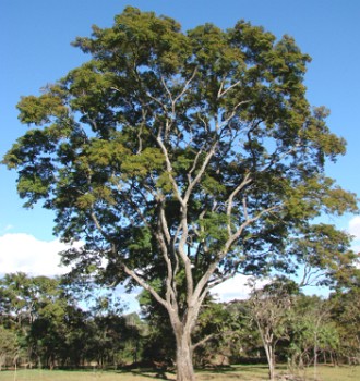 Angico Foto de um angico