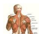 Sistema Muscular: presença de mais de 600 músculos