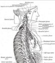 Principais Nervos do Corpo Humano - Toda Biologia