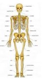 Sistema esquelético: formado por 206 ossos