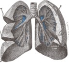 Pulmões humanos: importantes órgãos do sistema respiratório.