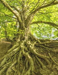 Árvore com grandes raízes