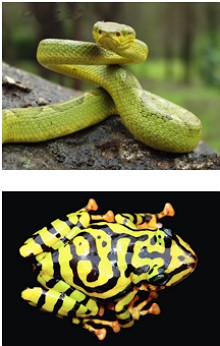 Foto de uma serpente e um sapo