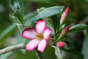 Rosa-do-deserto, planta angiosperma