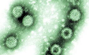 Imagem microscópica do rotavírus