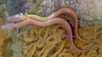 Foto de duas salamandras-olm numa caverna