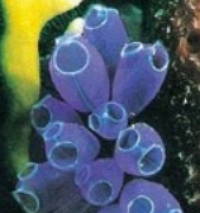 Seringas-do-mar, exemplo de animal protocordado