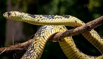 Caninana Foto de uma serpente Caninana