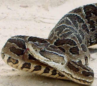 Jararaca Foto de uma serpente Jararaca