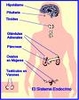 Sistema endócrino: funções através de hormônios