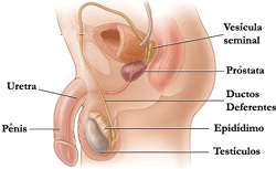 Sistema Reprodutor Masculino: órgãos ligados à reprodução