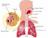 Sistema respiratório: realização das trocas gasosas