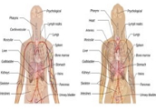 O corpo humano é composto por diversos sistemas
