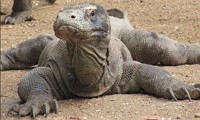 Dragão de Komodo: maior réptil da ordem Squamata