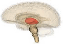 Tálamo: transmitindo informações para o cérebro