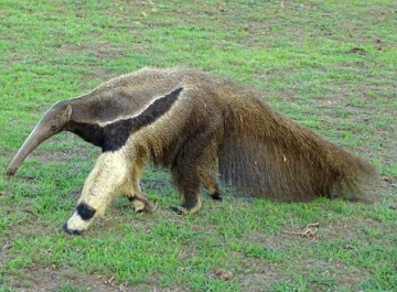 Foto de um tamandu&aacute;-bandeira