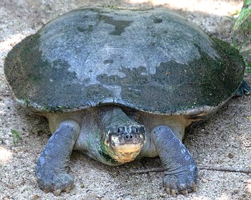 Tartaruga-da-amazônia Foto de uma tartaruga-da-amazônia