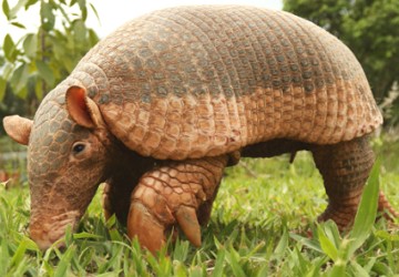 Foto de um tatu-canastra