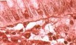 Tecido epitelial: importante na formação de algums glândulas