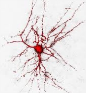 Neurônio: principal elemento do tecido nervoso humano