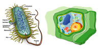 Células procarionte (bactéria) e eucarionte (vegetal)