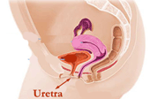 Uretra (corpo feminino)