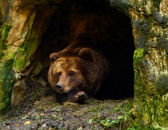 Foto de um urso-pardo durante hibernação